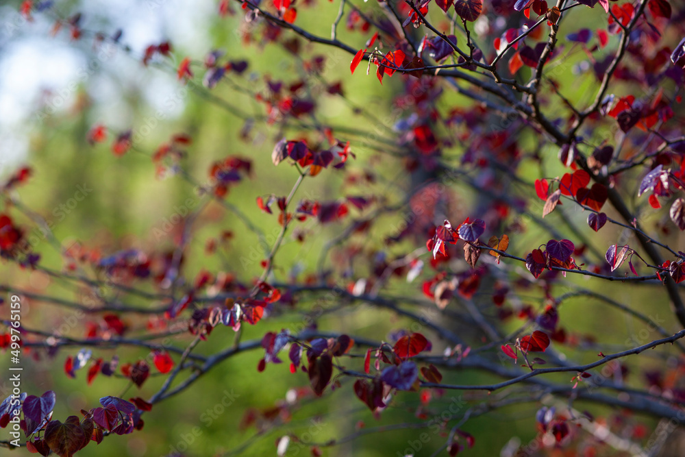 Back lit Forest Pansy Redbud, cercis canadensis, maturing to maroon Back lit Forest Pansy Redbud, cercis canadensis, maturing to maroon