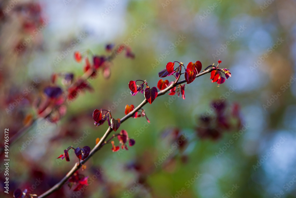 Back lit Forest Pansy Redbud, cercis canadensis, maturing to maroon Back lit Forest Pansy Redbud, cercis canadensis, maturing to maroon