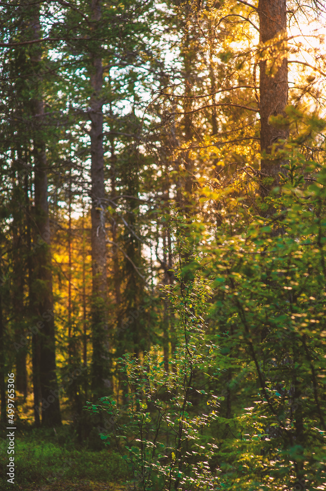 Beautiful green forest trees with sunlight Beautiful green forest trees with sunlight