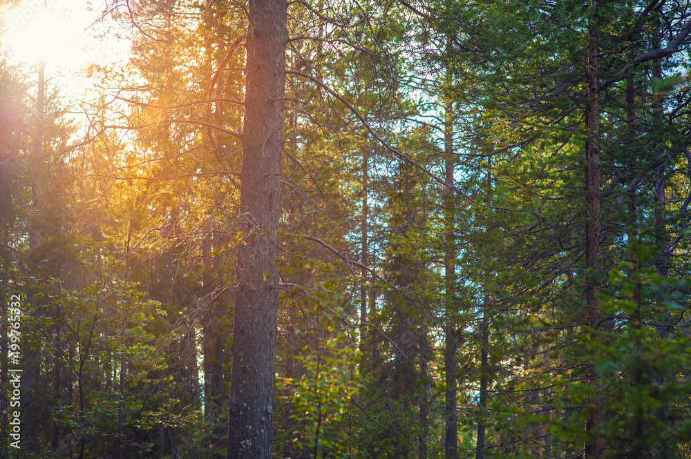 Obraz premium Beautiful green forest trees with sunlight