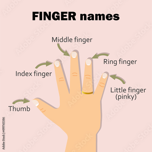 Finger names: thumb, index, middle, ring, little finger or pinky.  Education material. Vector design.