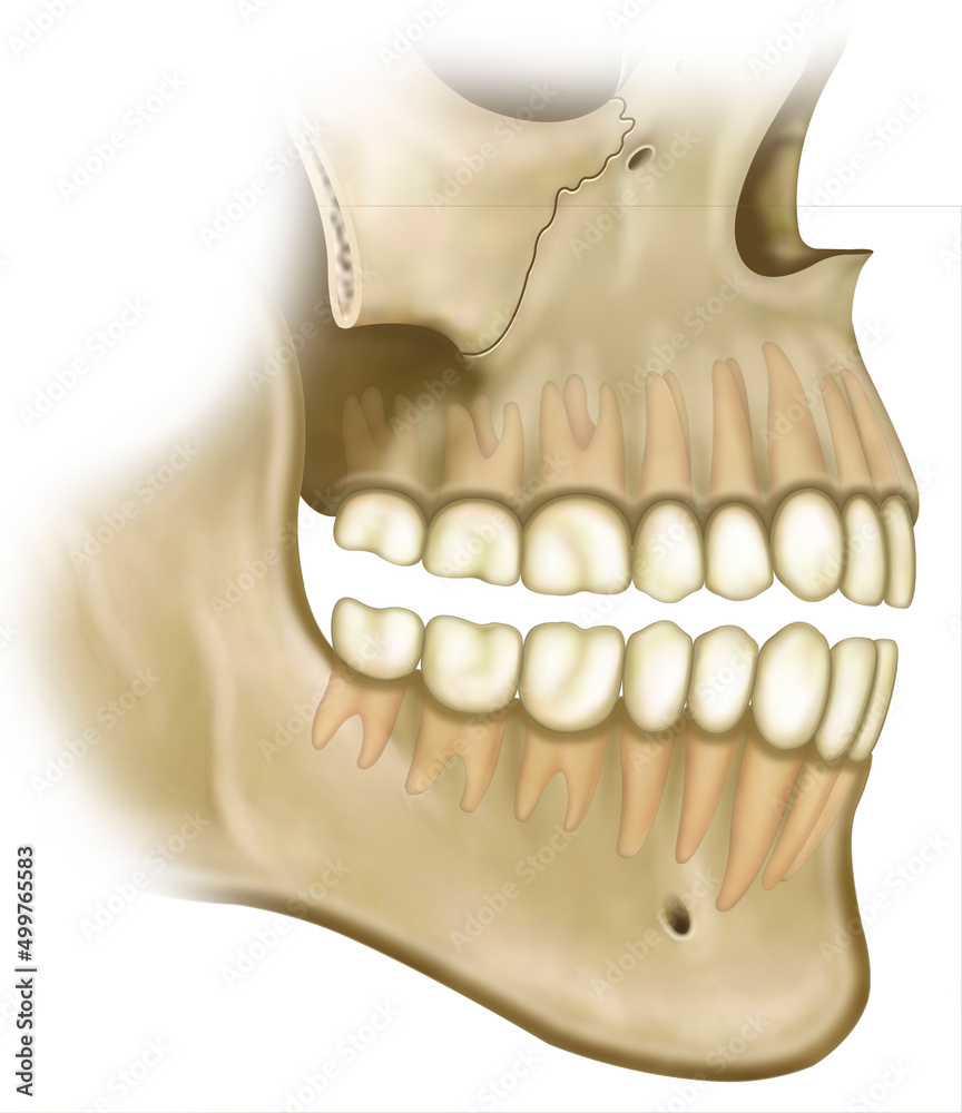 Ilustración anatómica del maxilar y la mandíbula. El maxilar superior le da forma a la cavidad nasal. La mandíbula es el hueso que se mueve y fija los músculos de la masticación y de otros movimientos - obrazy, fototapety, plakaty 