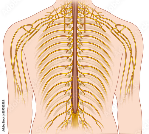 ilustración descriptiva de la ramificación de los nervios dorsal humano. photo