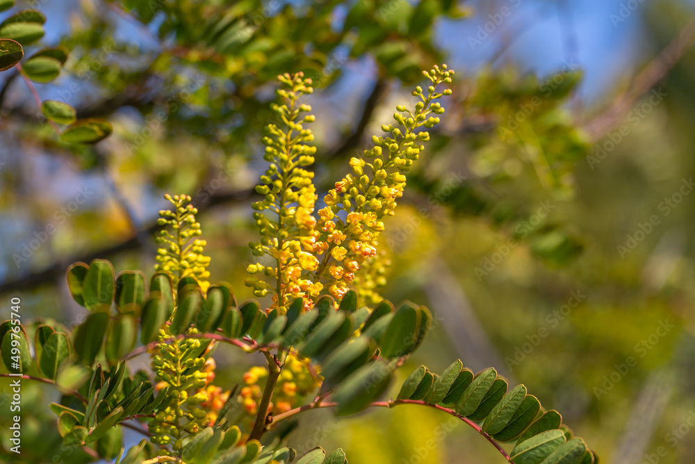 Mexican Bird of Paradise (Caesalpinia mexicana) Mexican Bird of Paradise (Caesalpinia mexicana)