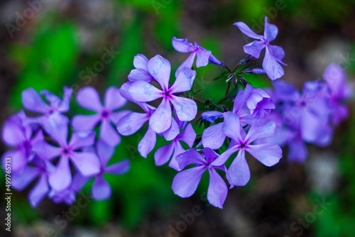 Blue Moon (Wild Blue Phlox), Woodland Phlox, Sweet William’ Blue Moon’, blooming in the spring time.