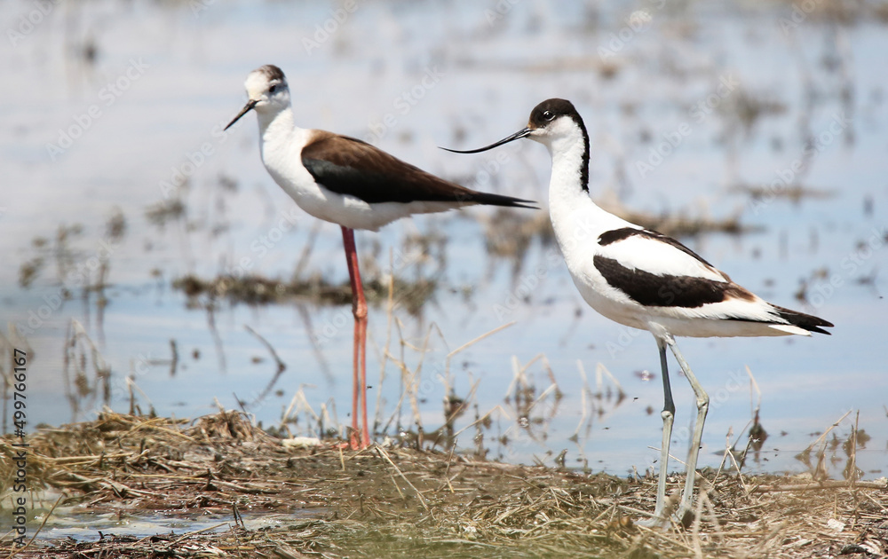 Avocet and Stilt often nest in the same biotope Avocet and Stilt often nest in the same biotope
