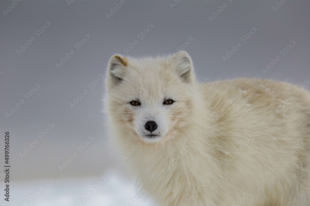 Lis polarny na południowym Spitsbergenie Lis polarny na południowym Spitsbergenie