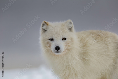 Lis polarny na południowym Spitsbergenie © blackspeed