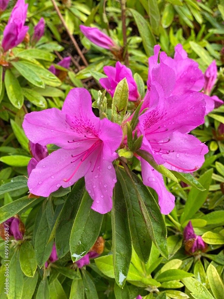 “Tsutsuji” Azalea flower of Japan, street of Nezu Tokyo, spring 2022 “Tsutsuji” Azalea flower of Japan, street of Nezu Tokyo, spring 2022