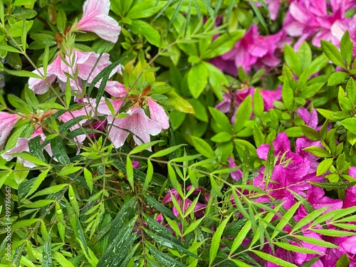 “Tsutsuji” Azalea flower of Japan, street of Nezu Tokyo, spring 2022