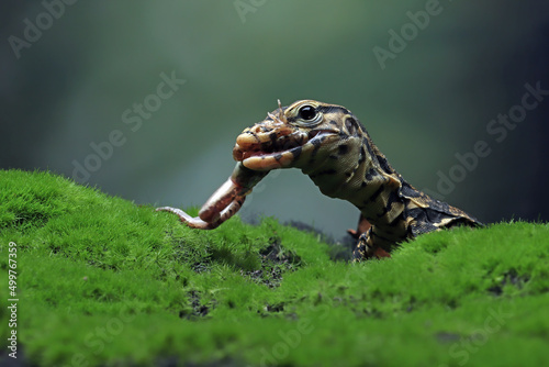 Close-up of a Varanus salvator lizard on moss eating prey, Indonesia photo