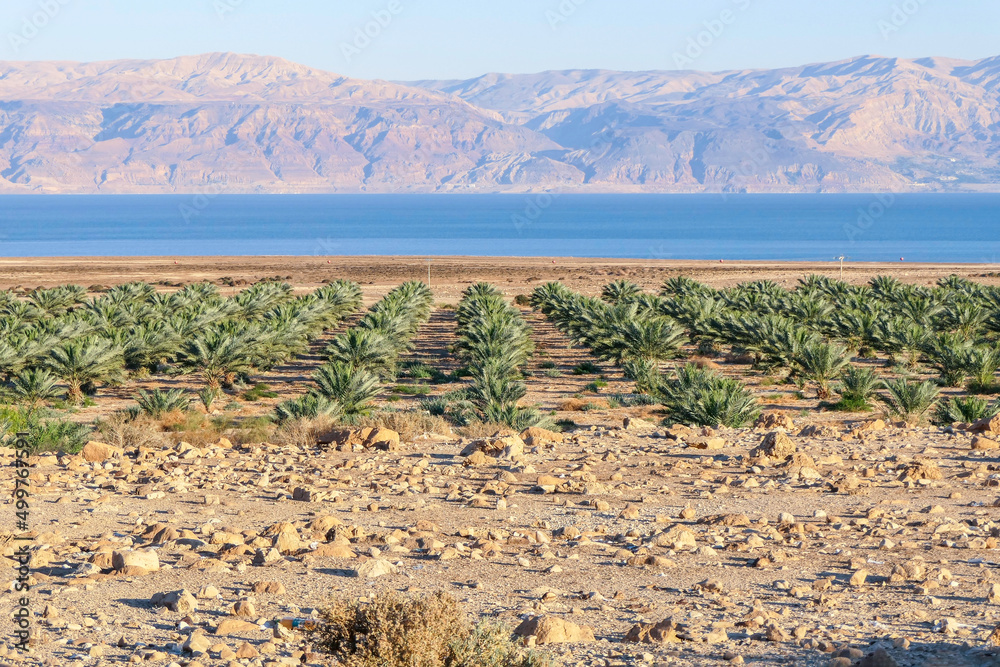View of the mountains across the waters of the Dead Sea. Plantation of date palms. Israel