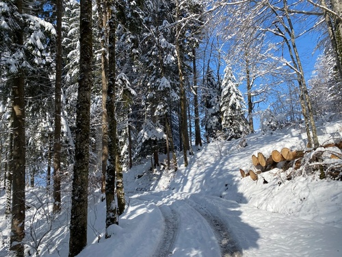 Alpine forest trails in a typical winter environment and under deep fresh snow cover on the Alpstein mountain massif and in the Swiss Alps - Nesslau  Switzerland  Schweiz 
