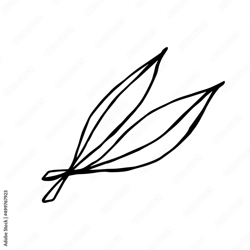 Two leaves of a doodle-style eucalyptus tree on a white background are isolated Two leaves of a doodle-style eucalyptus tree on a white background are isolated