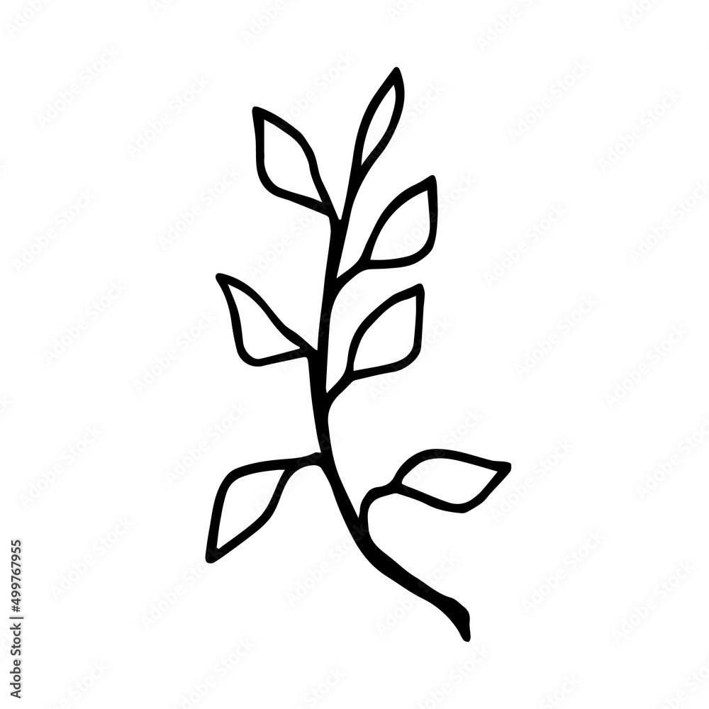 Vector sprig of eucalyptus in doodle style. An illustration of a eucalyptus tree on a white background is isolated Vector sprig of eucalyptus in doodle style. An illustration of a eucalyptus tree on a white background is isolated