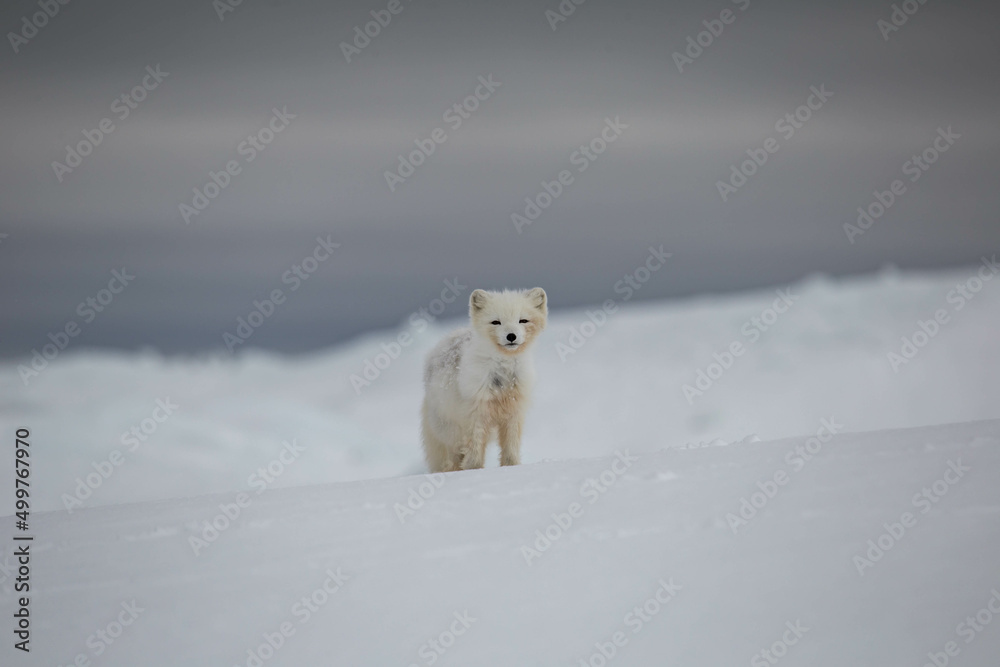 Lis polarny na południowym Spitsbergenie - obrazy, fototapety, plakaty 