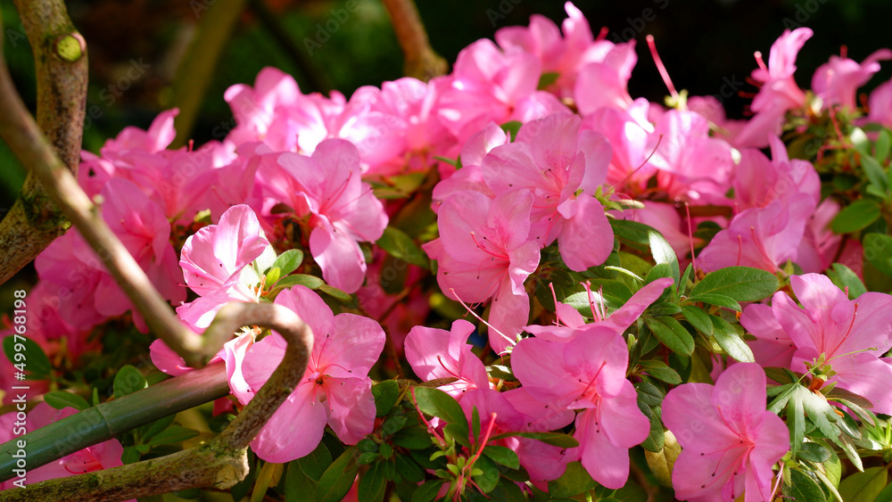 Pink Rhododendron flowers in garden. Huge Rhododendron bush with pink blossom. Beautiful blooming texture background.