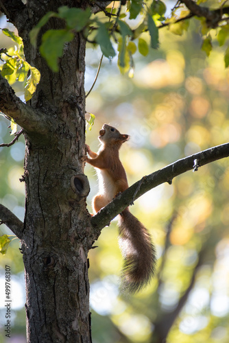 Squirrel with a treat