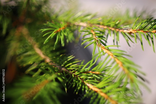 choinka ŚWIERK Picea abies drzewko bożonarodzeniowe winter snow