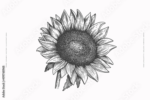 Hand-drawn sunflower inflorescence in engraving style. Vintage botanical image of a garden plant for a floral background. Vector illustration for shop design, packaging, postcards, books.