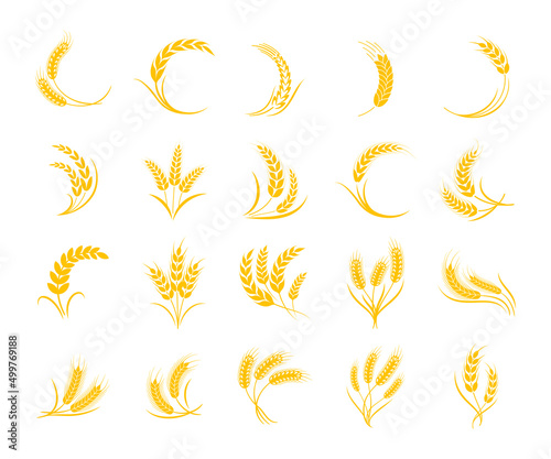 golden wheat ears Whole grains for breakfast