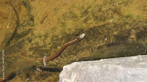 California water snake of some kind, found along the Mission Trails in San Diego CA. This snake seems to be on the hunt for small fish. photo