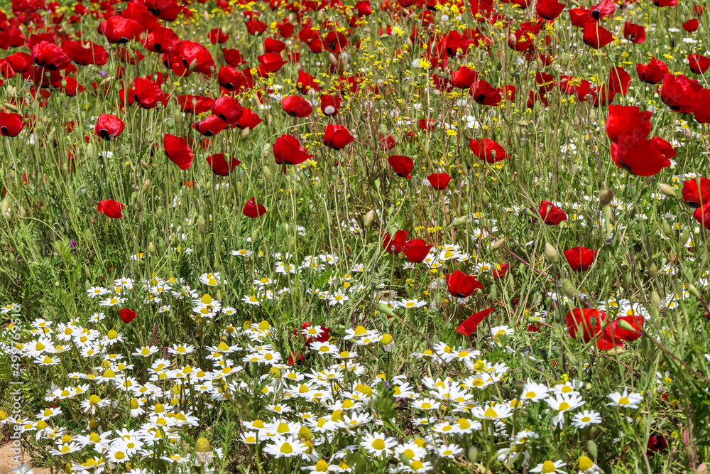 Meadow with red poppies and white daisies.