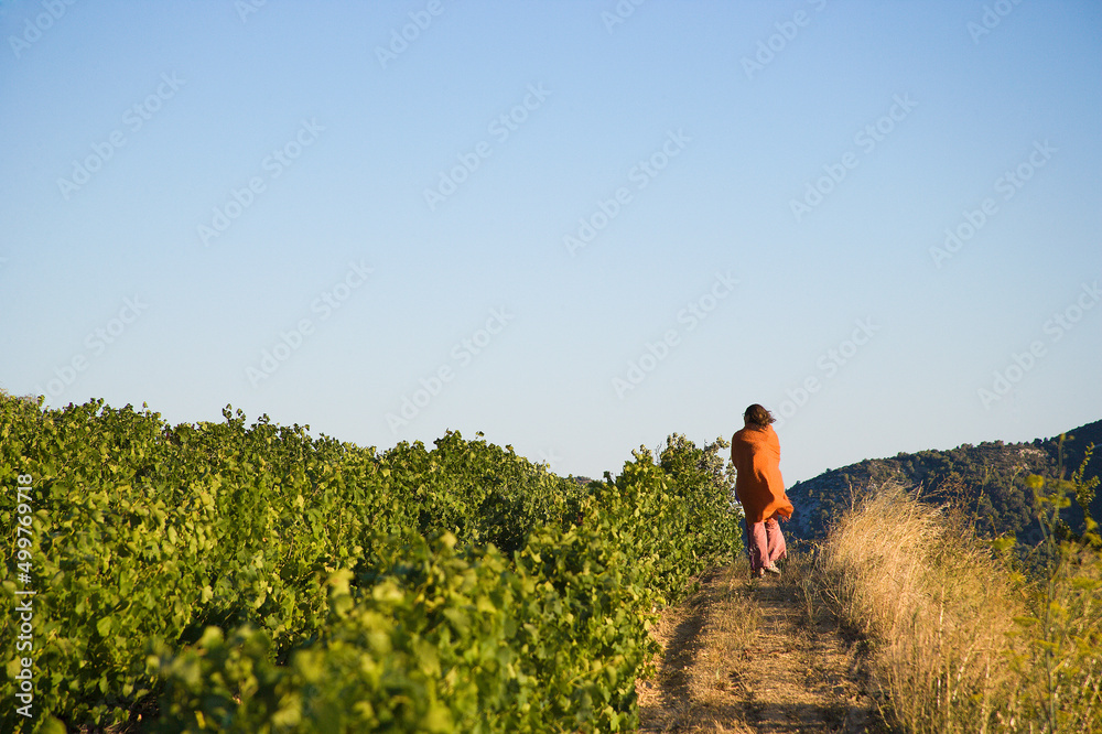 Vineyards during summer in Provence in France - obrazy, fototapety, plakaty 