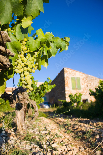Vineyards during summer in Provence in France