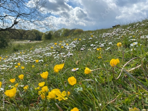 Spring, flowers, Spring flowers, field, medow, wild flower, landscape, sunny weather, blue sky, English spring,, daisy, buttercup, 