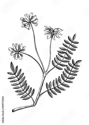 Astragalus. Adaptogenic plant botanical illustration. Hand-drawn Ginseng drawing. Great for traditional medicine, cosmetology, Ayurveda, clinical research design. Natural adaptogen line art design