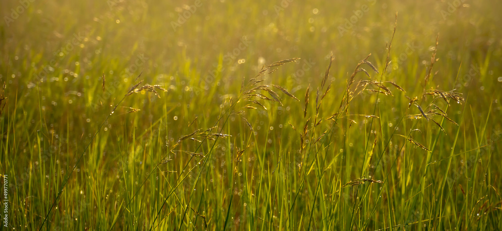 Field grasses in the morning light