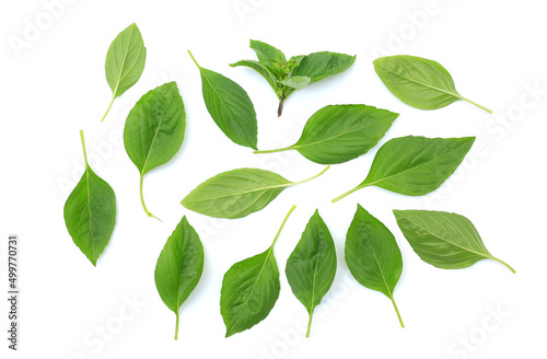 Thai basil leaves with shadow isolated on white background