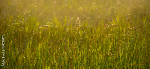 Field grasses in the morning light
