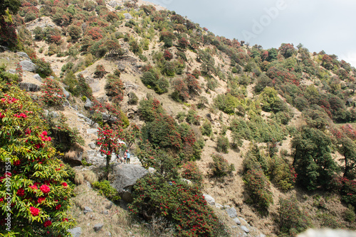 View enroute to Triund hiking trail through lush green landscape at Mcleodganj, Dharamsala, Himachal Pradesh, India. Triund hill top offers view of himalyan peaks of Dhauladhar range. photo