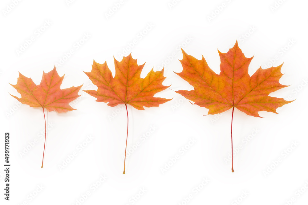 Three autumn maple leaves on a white background Three autumn maple leaves on a white background
