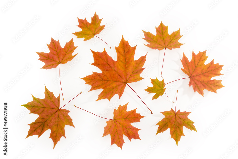 Fototapeta premium Autumn maple leaves on a white background