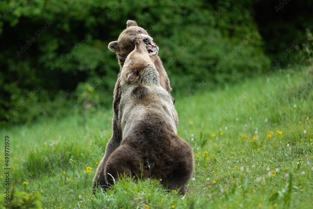 Two brown bear, ursus arctos, standing on rear legs and fighting with open mouths on a meadow in summer. Scary battle of large mammal predators in wilderness with copy space. Two brown bear, ursus arctos, standing on rear legs and fighting with open mouths on a meadow in summer. Scary battle of large mammal predators in wilderness with copy space.