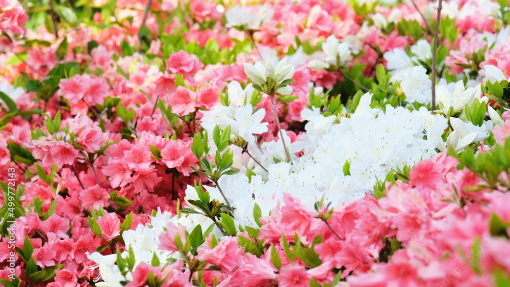 pink and white flower