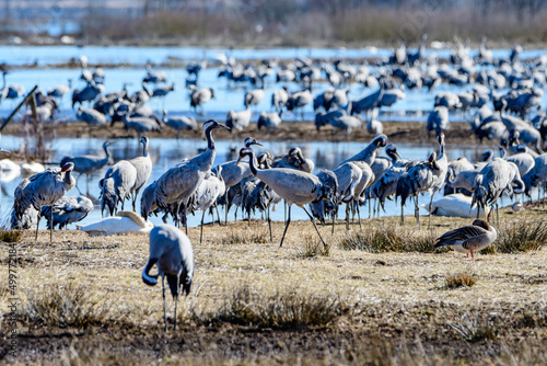 thousands of cranes (grus grus) gathering at the swedish lake hornborgasjön in april