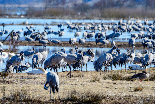 thousands of cranes (grus grus) gathering at the swedish lake hornborgasjön in april