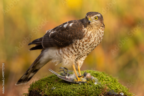 Eurasian sparrowhawk, accipiter nisus, feeding on its prey and tearing tit apart in autumn forest. Wild bird devouring little dead animal in nature. Animal wildlife with a kill.