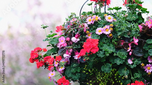 flowers in the garden