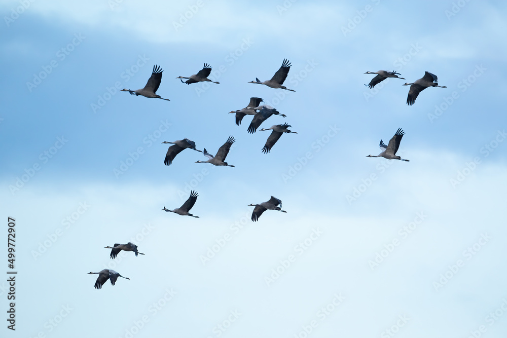 Common cranes, grus grus, in flight with blue sky and white clouds in background. Bird moving during spring migration with copy space. Animal wildlife in the air.