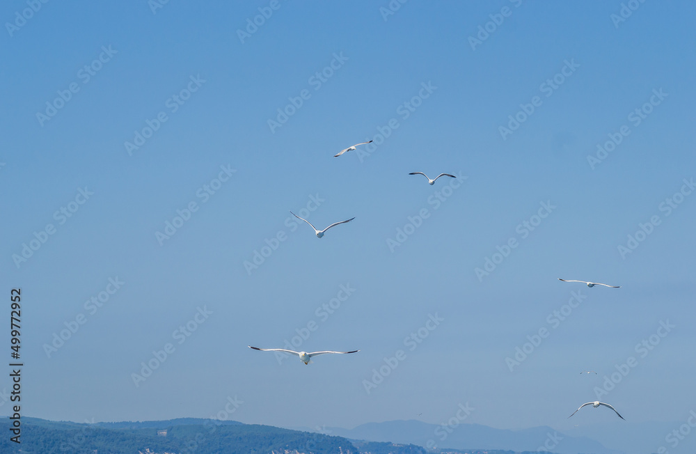 Fototapeta premium White seagulls fly in the blue sunny sky above the crystal blue sea.