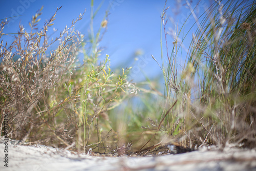 grass on the beach