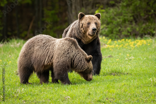 Pair of brown bear, ursus arctos, male and female courting during mating season on green meadow. Concept of love between large mammals. Animal wildlife showing affection for their mate.