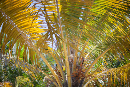 palm tree leaves