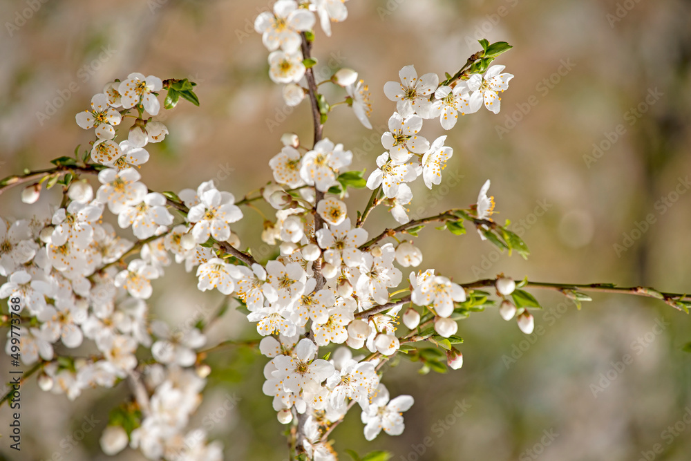 blooming cherry flowers on a blurred background, horizontal blooming cherry flowers on a blurred background, horizontal