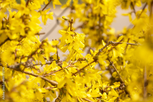 abstract blurred floral yellow background of blooming forsythia, horizontal
